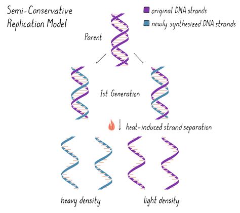 importance of semi conservative replication.